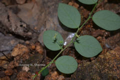 Sauropus quadrangularis